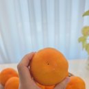 가정농장 | 제주레드향 제대로 달다 도랑조코농장 레드향3kg 가정용 후기