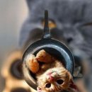 일발장전 이미지