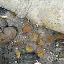 금화클린 이미지