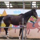 부안아리울승마장 이미지