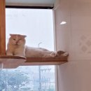 멍베베그루밍 이미지