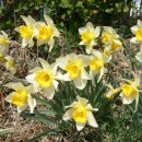 꽃들의 미소 이미지