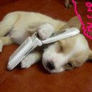 영특 이미지