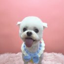 그루머공간 이미지