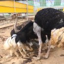 타조약국 이미지