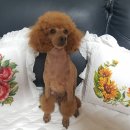 곱슬강아지 이미지