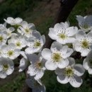 배꽃농장 이미지