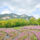원광초교 | 서울 노원구 가볼만한곳 추천 4월 말 꽃구경 불암산 철쭉동산 나들이 주차 대중교통 가는법