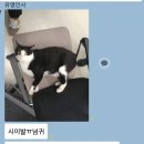 아이러브 캣 이미지