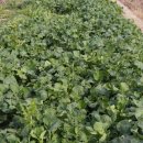 친환경 토종닭 농장 이미지