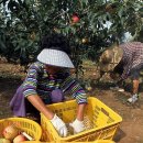 이인석 농장 이미지