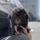 우리펫 강아지분양 성동구점 | 드디어 만났다! 믿음직한 상암강아지분양 업체, 요미펫 안산점 후기!
