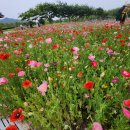 송가인공원 | 진도에서 만난 특별한 감성, 진도 송가인 공원 여행, 미스트롯 진 송가인의 고향 감성 가득 남도 여행...