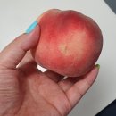 새청도농협각남지점 | (청도과일파는곳)새청도농협농산물집하장