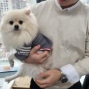종로애견미용 이미지
