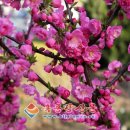 봄빛 민박 이미지