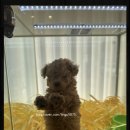 펫퍼스트24시 서울송파점 강아지고양이분양말티푸말티즈푸들 이미지