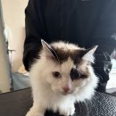 소다펫 | [본펫 방문미용 후기] 3살 렉돌 '소다'의 첫미용 이야기 😺⭐