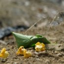 감꽃향기 이미지