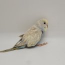 레인보우 앵무 이미지