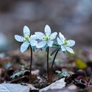 바람꽃뜰 이미지