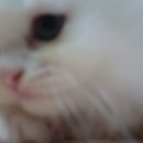 뽀야쿠 Daum카페