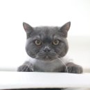 묘신사 그루밍 이미지