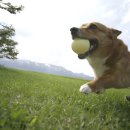 뷰티반려문화 이미지