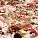 신안평거녹지 이미지