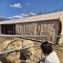 영민목장 이미지