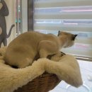 고양이 무마취 미용 냥털도둑 이미지