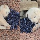 댕댕이# 이미지