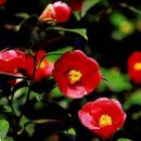 봄을 그리며 이미지