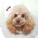 곰순이PC 이미지