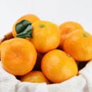 밀감상회 | 2025 제주밀감 제철 시작! 겨울귤 맛있는 시기·고르는 법·사이즈 안내 총정리