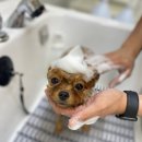 올블링펫살롱 이미지