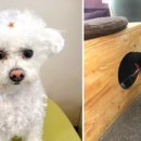 보라매동물병원 이미지