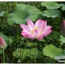 NR-17[완주로]-상-172 | [송광사/완주여행] 완주 종남산의 천년고찰 송광사 2