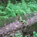 숲속다람쥐펜션 이미지