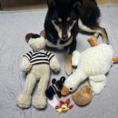 매니아 인형뽑기 이미지