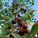 이장우농장 이미지