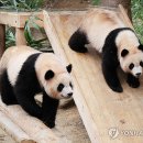 판다 이미지