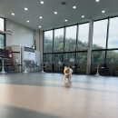 리앤드딩 | 2동탄 애견카페 리앤드딩