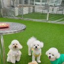 펫라운지 애견유치원 애견호텔 애견미용 이미지