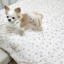 멍그니엘 애견호텔 서울강동점 이미지