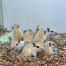 수원-0980 이미지