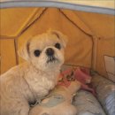 연은동물병원 이미지