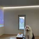 호텔핀코 | 모든 강아지를 환영합니다! [제주 반려견/애견 동반 감성 숙소 | 호텔핀코 후기]