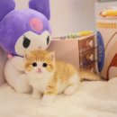 양주고양이분양 모나미네코 옥정신도시점 이미지