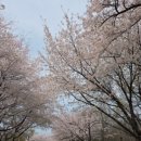 서울숲길 | 2026 서울 벚꽃 명소 서울숲 개화 후기(지금 방문 적기)